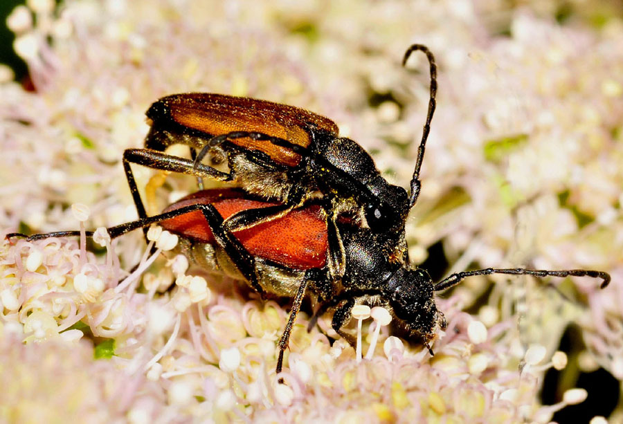 Cerambycidae:   Anastrangalia sanguinolenta